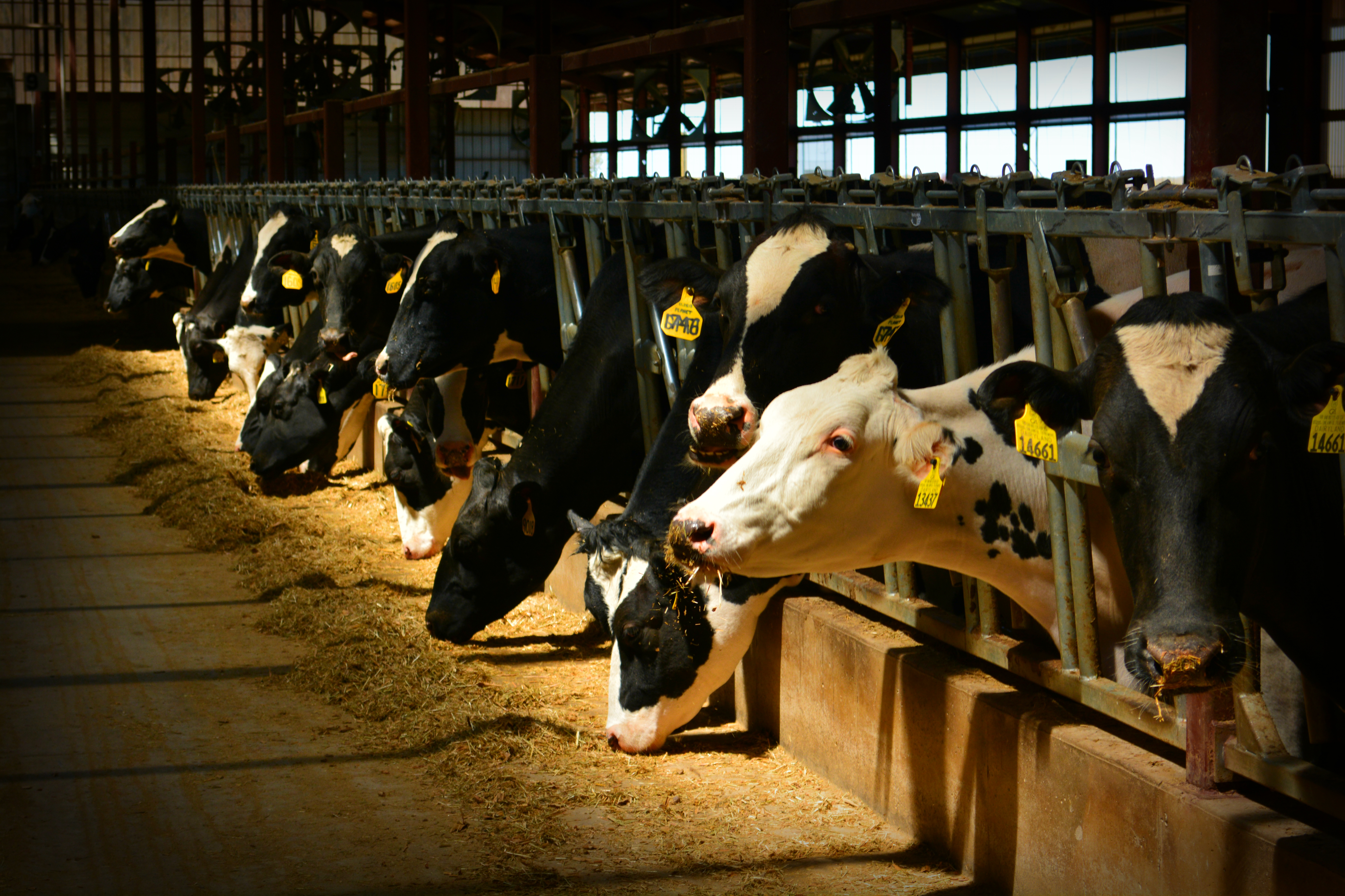 Cattle feeding at a trough inside a barn.