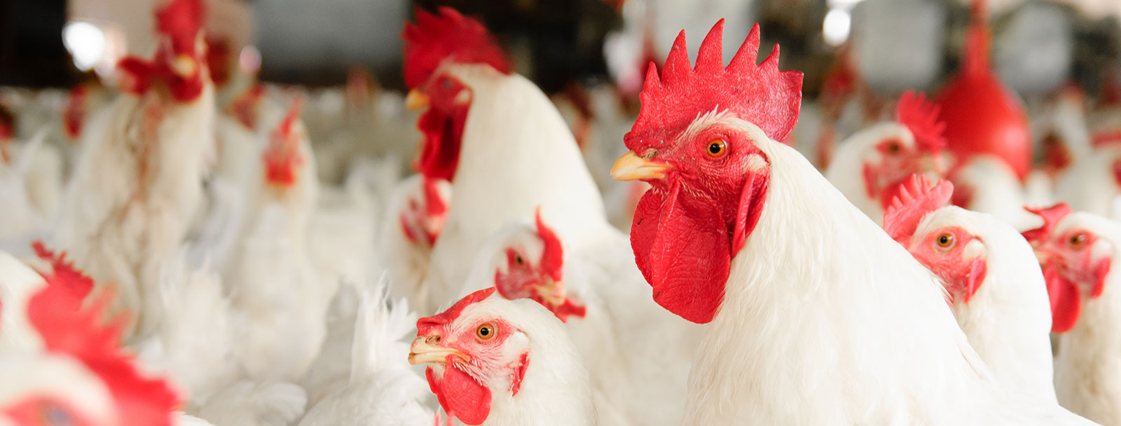 A flock of white chickens.