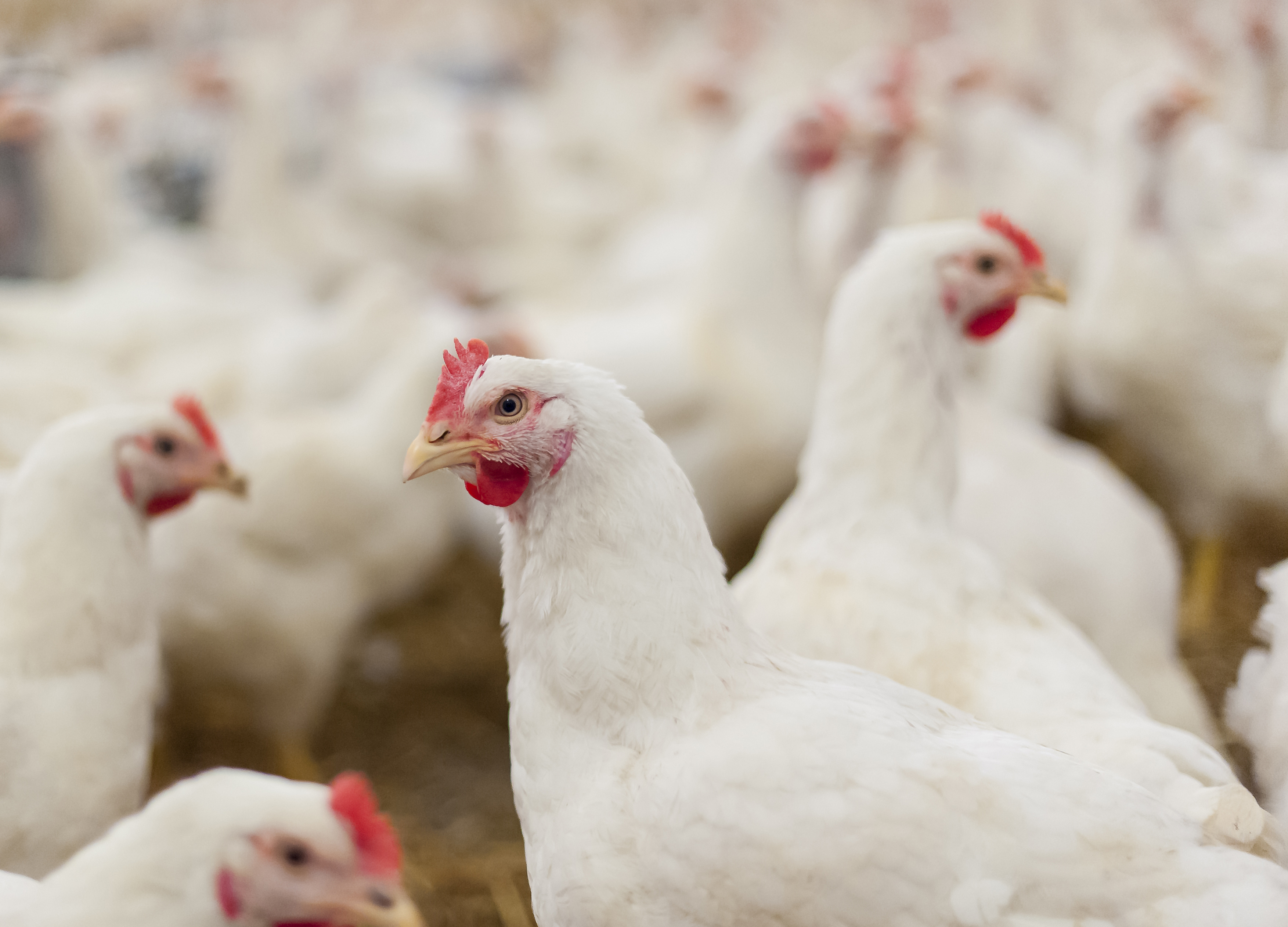 A flock of white chickens.