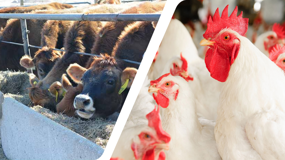 To photos, one showing cattle feeding at a trough outside, the other of a flock of white chickens.