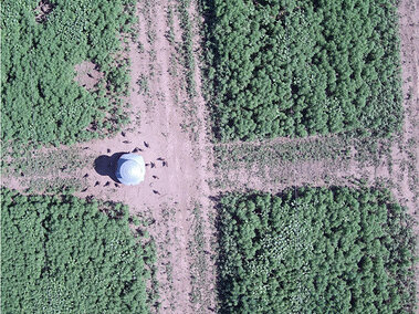 The drone captures an image of a flight pen at a commercial gamebird operation.